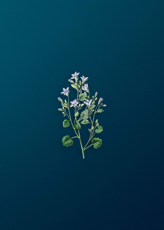 Dalmatian Wall Campanula