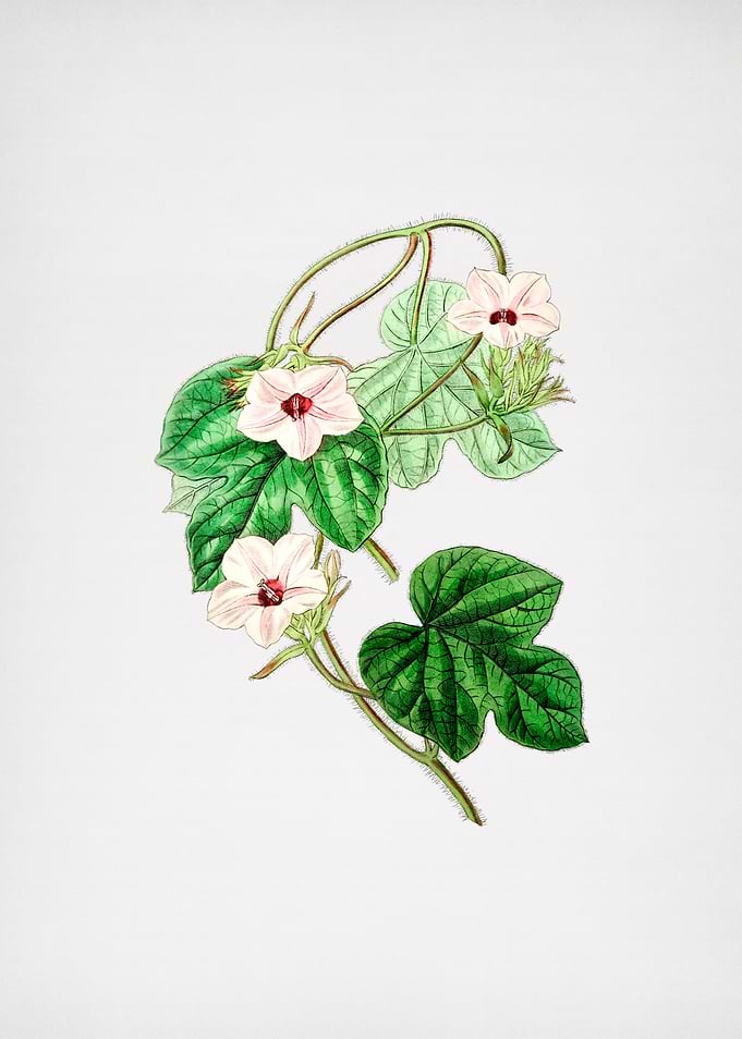 Vintage Ipomoea Flower