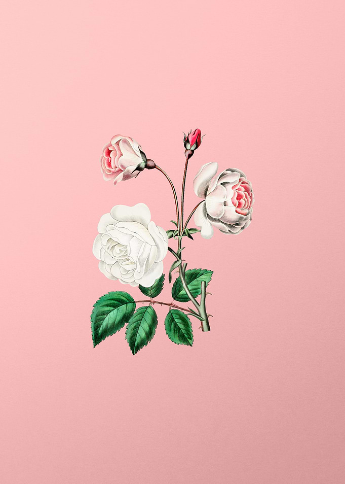 Ruga Rose Flower on Pink