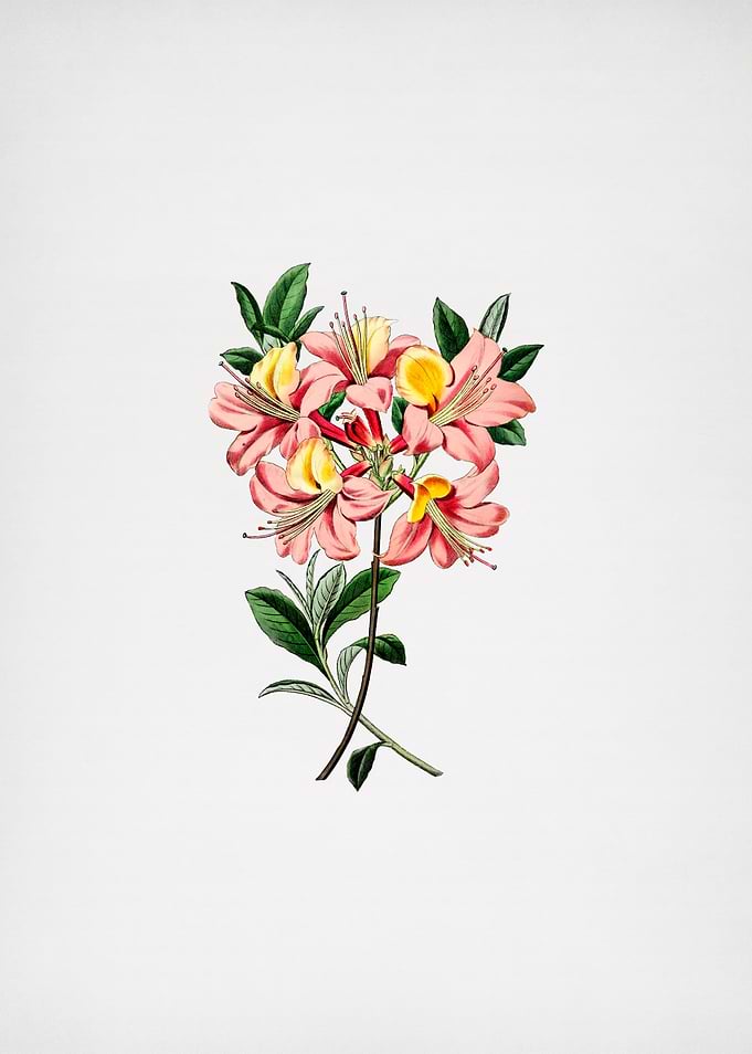 Changeable Pontic Azalea