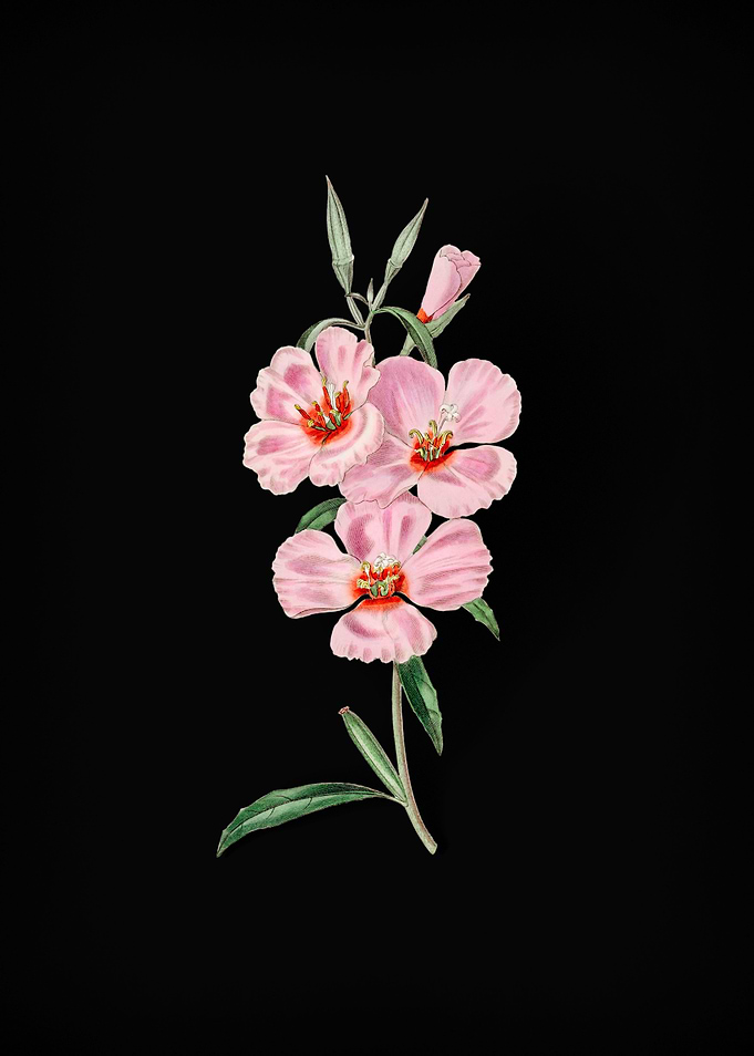 Vintage Pink Ruddy Godetia