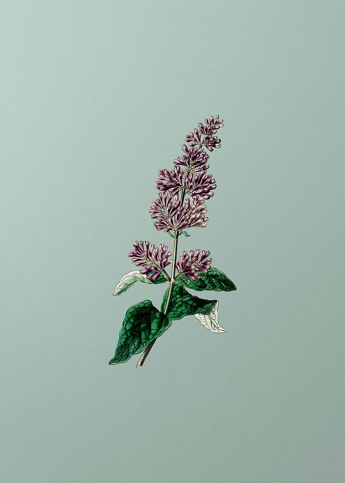 Josikas Lilac Flower Mint