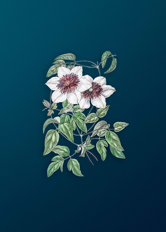 Vintage Siebalds Clematis