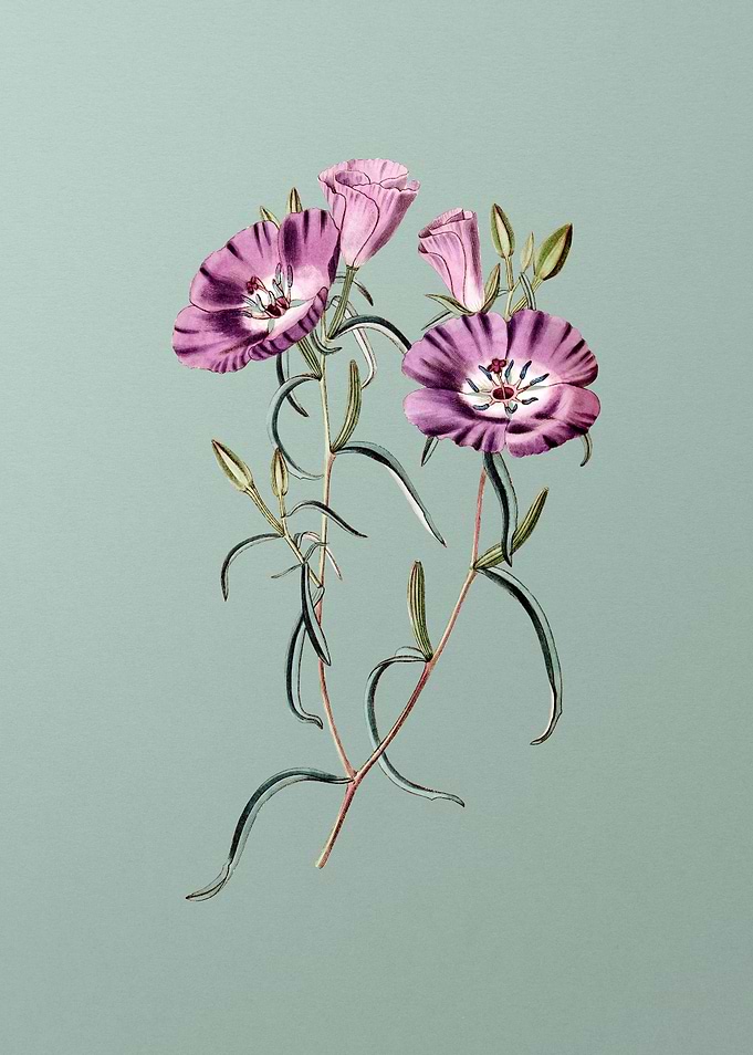 Chilian Evening Primrose