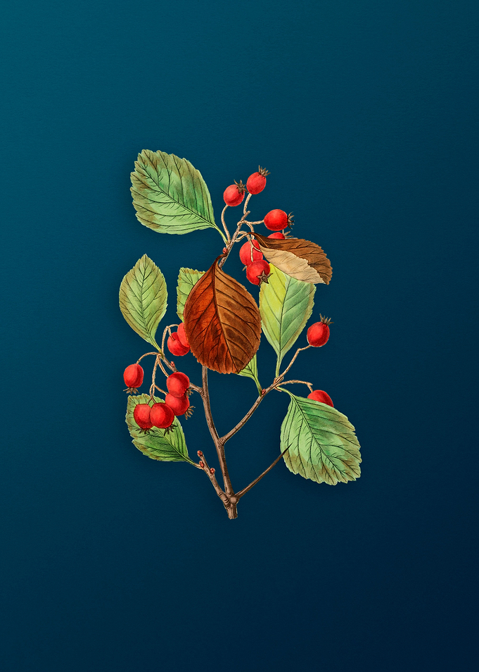 Plum Leaved Thorn Flower