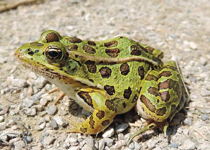 Frog