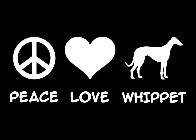 Whippet