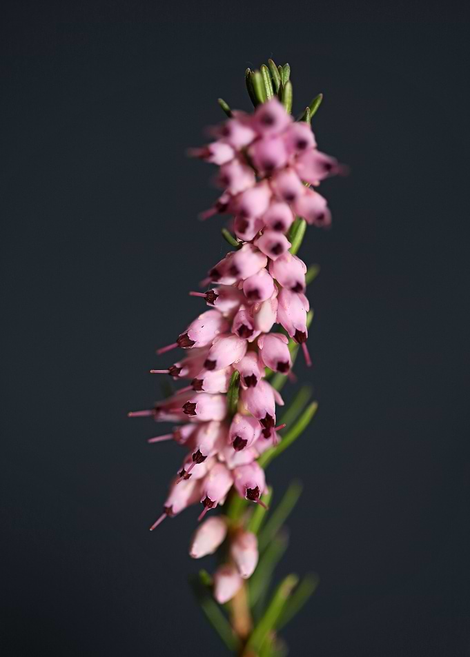 Erica carnea blossoming