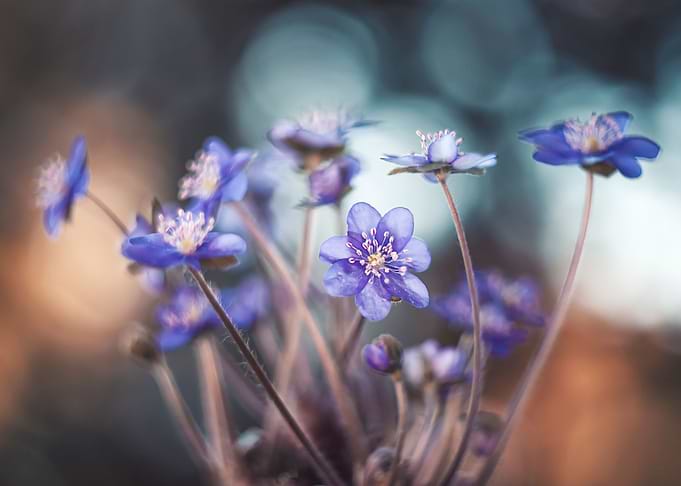 Floral composition