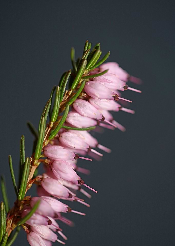 Erica carnea blossoming