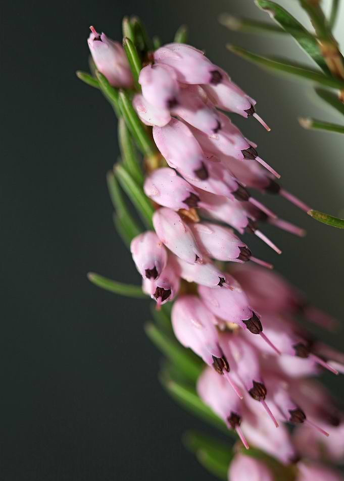 Erica carnea blossoming