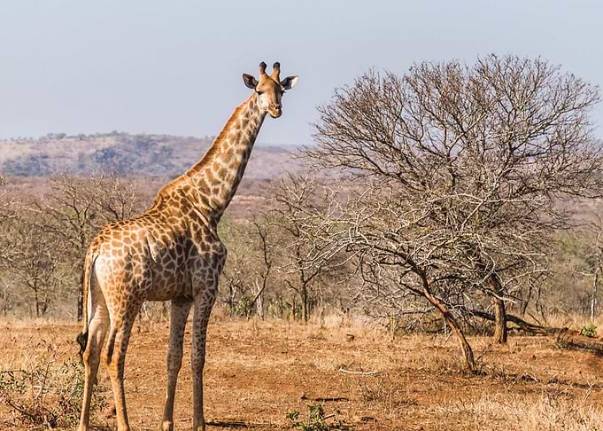 Giraffe