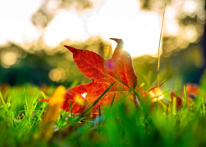 Colored leaves
