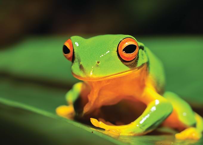 Frog