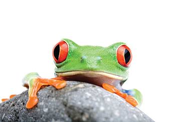 Frog