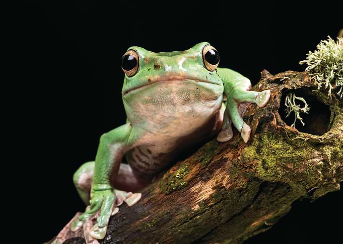 Frog