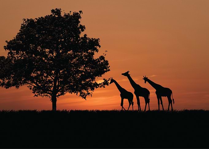 Giraffe