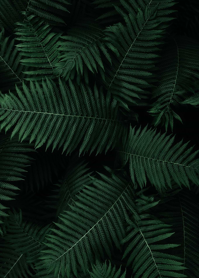 Fernism