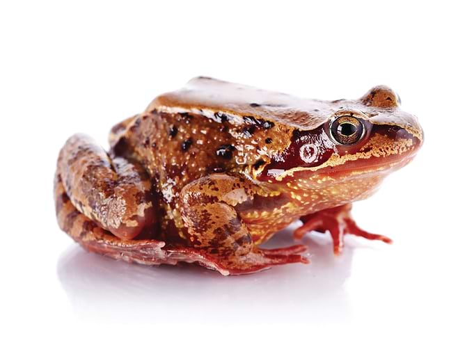 Frog