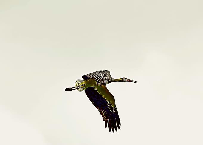 stork poster