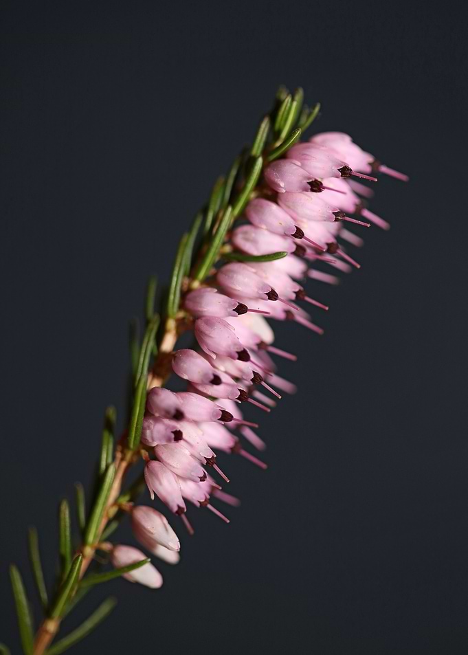 Erica carnea blossoming