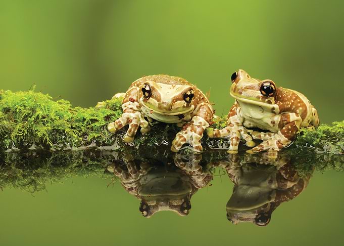 Frog