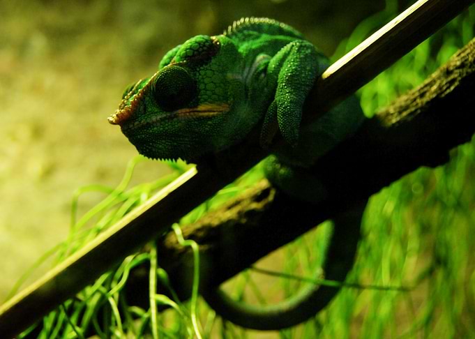 Chameleon