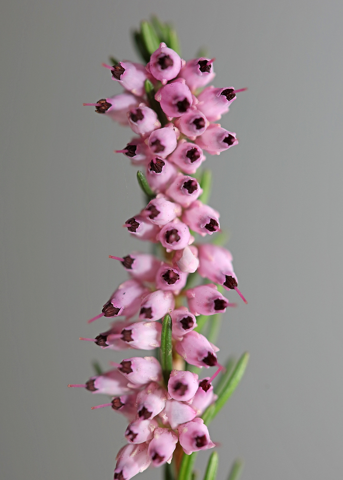 Erica carnea blossoming
