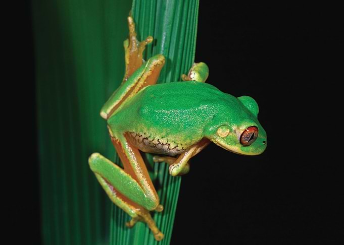 Frog
