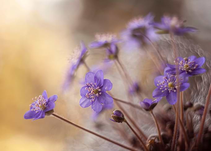 Floral composition
