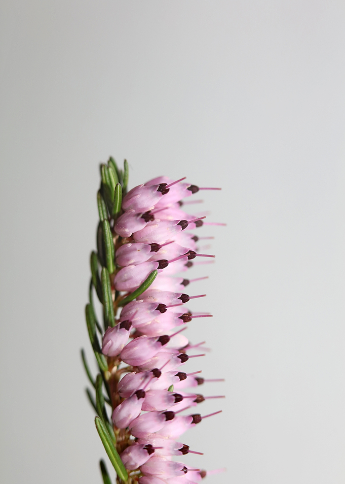 Erica carnea blossoming