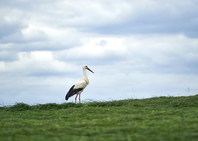 stork poster