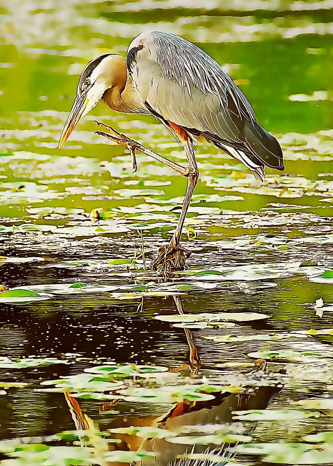 stork poster