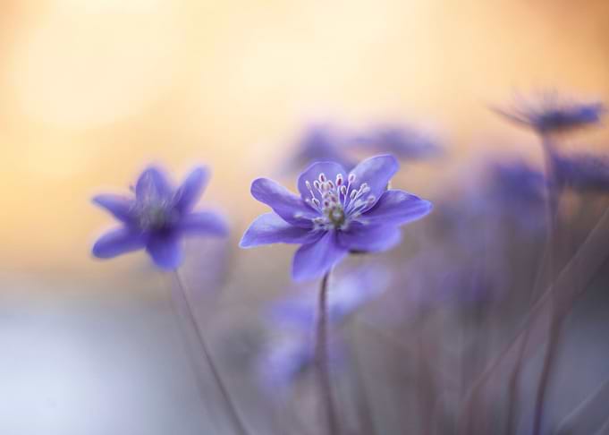 Floral composition