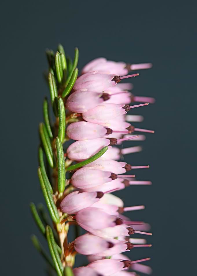 Erica carnea blossoming