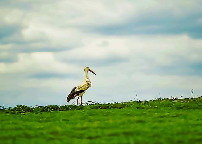 stork poster