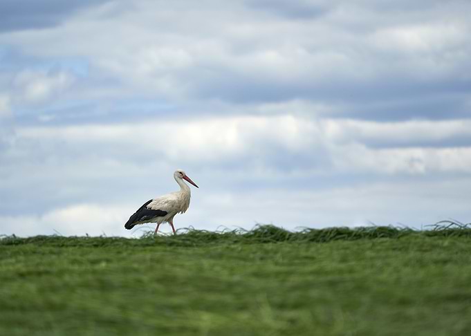 stork poster
