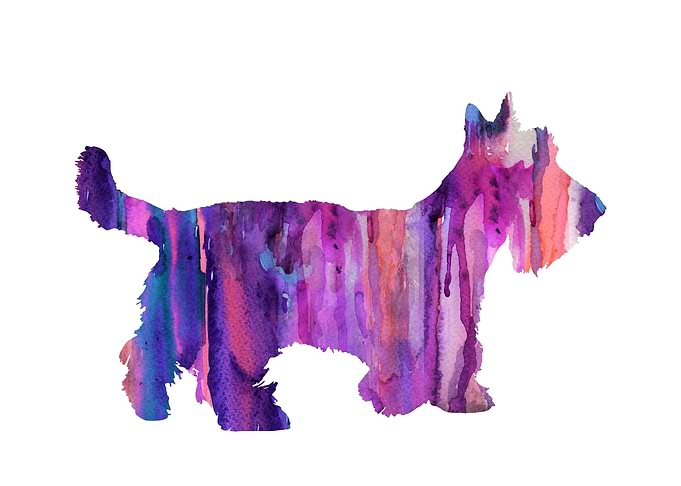 Scottish Terrier