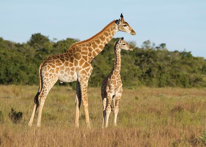 Giraffe