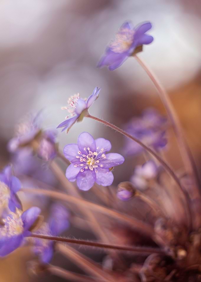 Floral composition