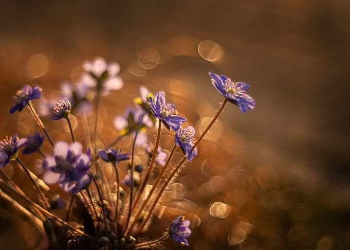 Floral composition