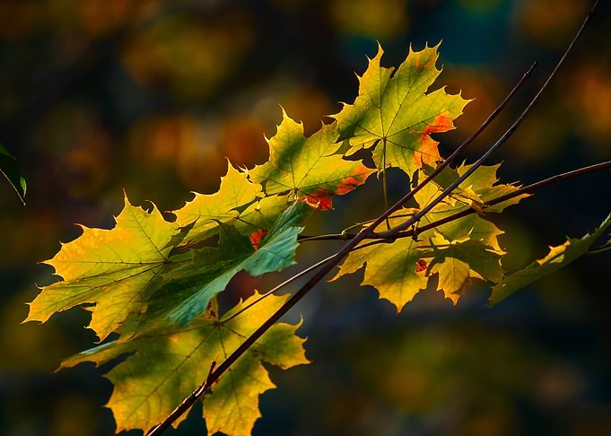 Autumn