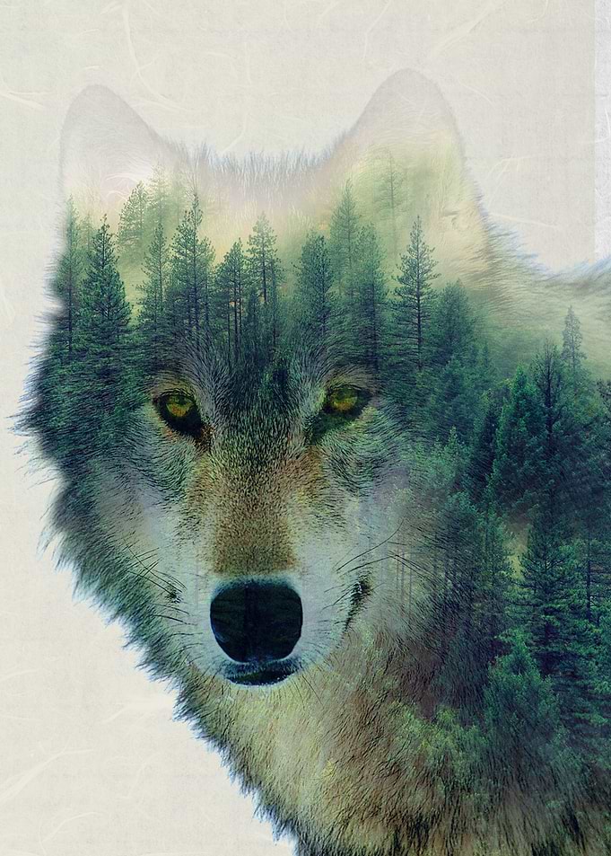 Forest Wolf