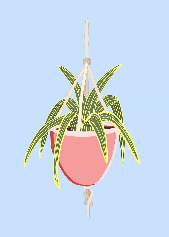 Potted ferigue