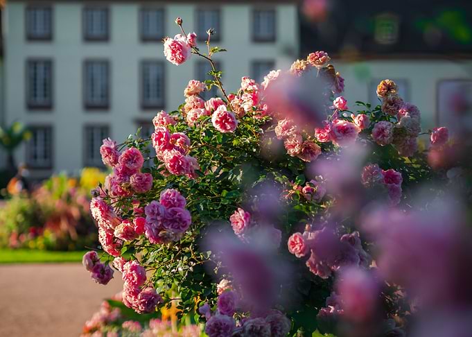 Roses