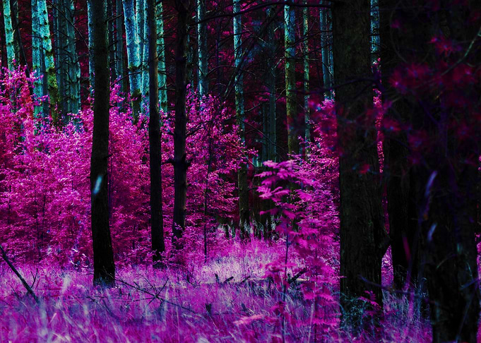 Fantasy purple forest