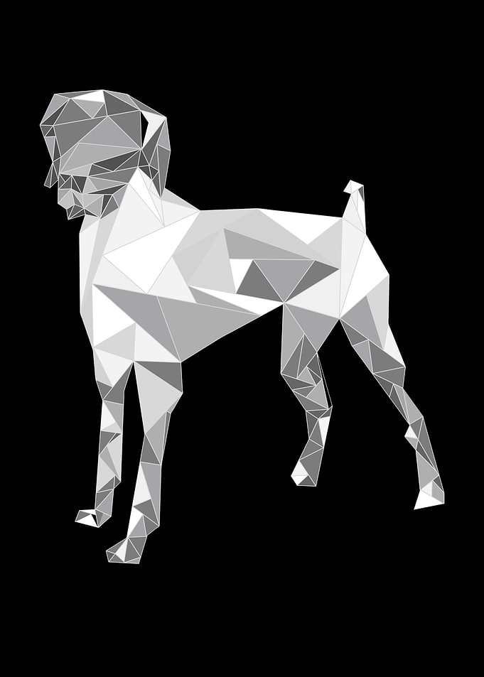 Cute German Shorthair