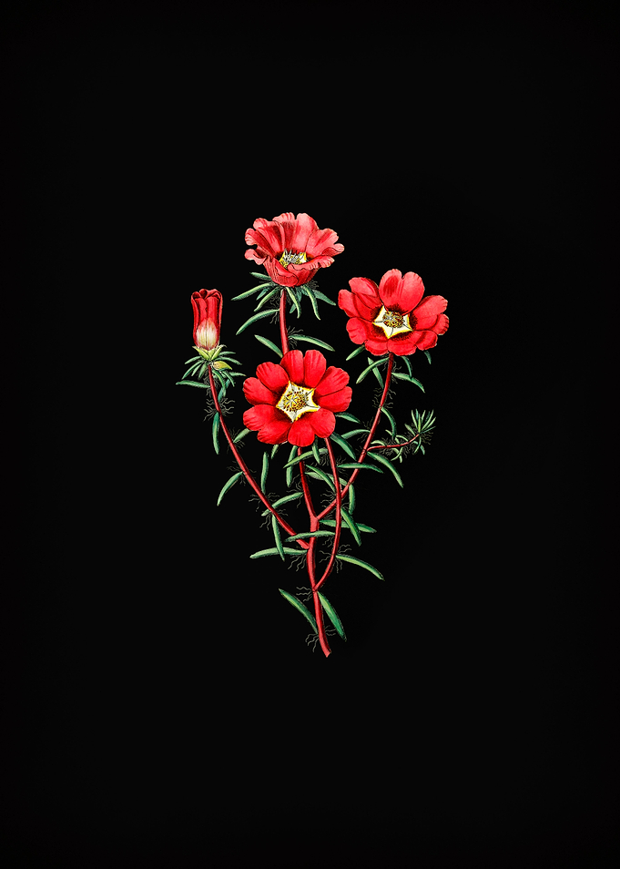 Portulaca Splendens Flower