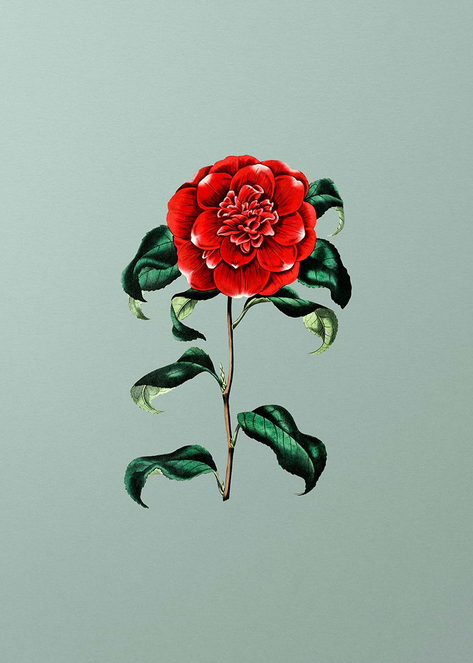 Crimson Camellia on Mint