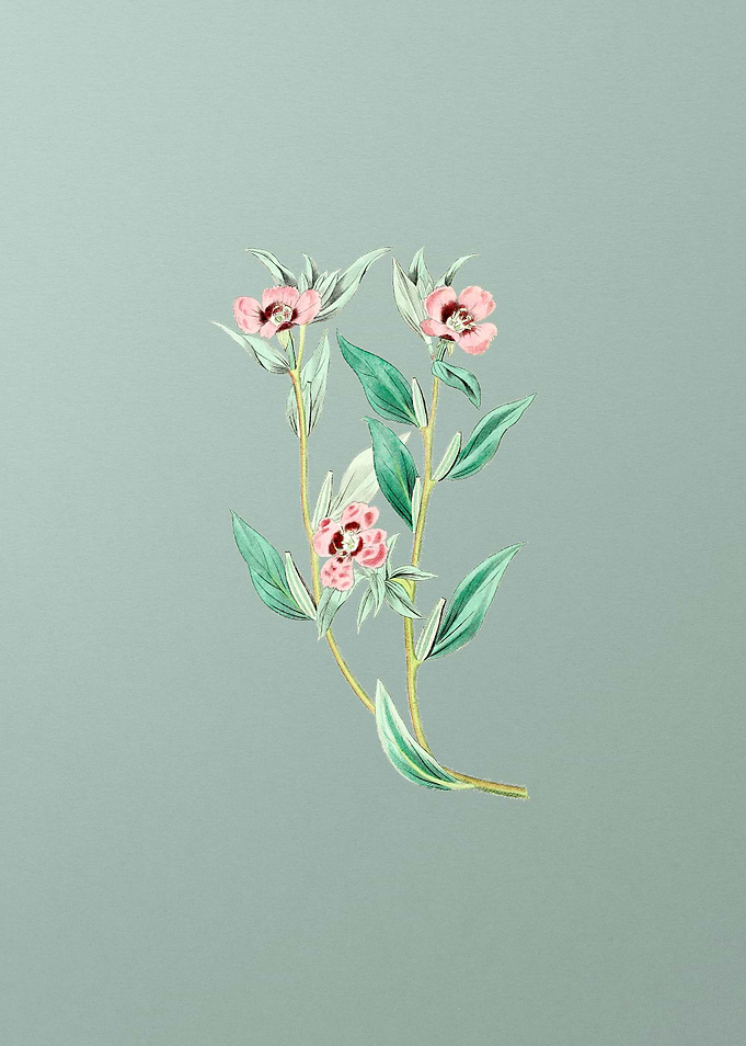 Long Branched Enothera